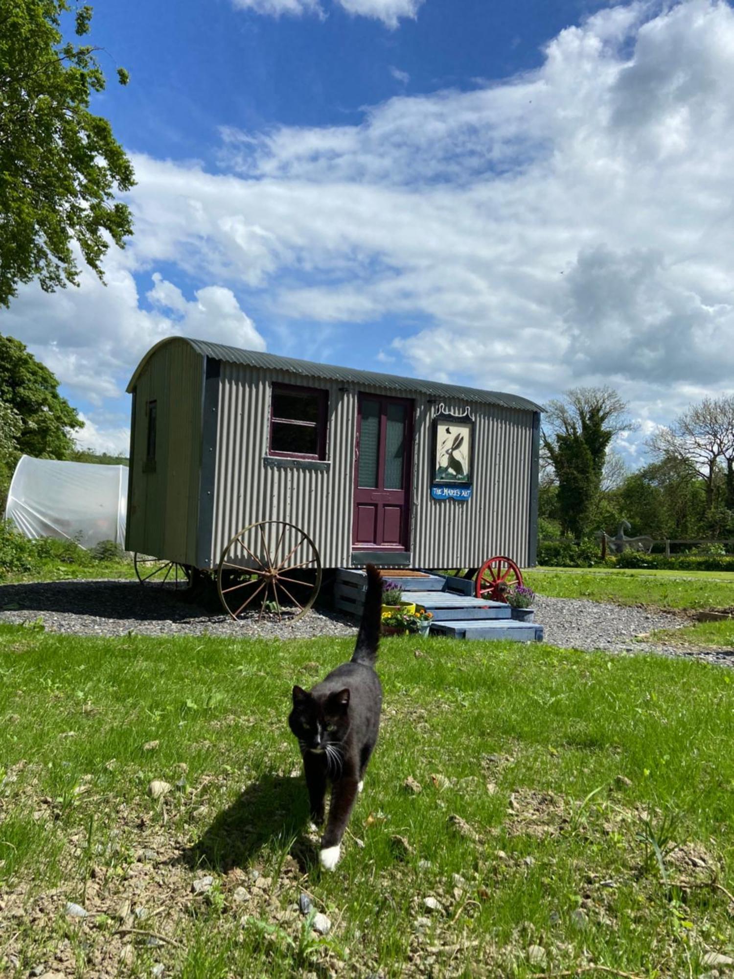 The Hares Hut At Carrigeen Glamping Kilkenny Eksteriør billede